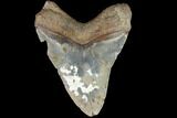 Bargain, Fossil Megalodon Tooth - North Carolina #86962-2